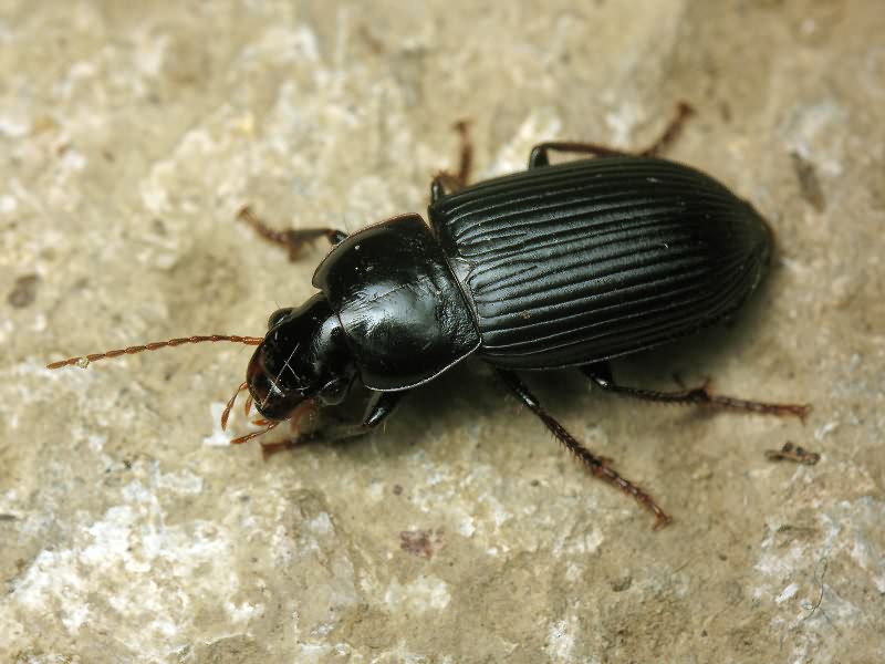 Carabidae Latreille, 1802